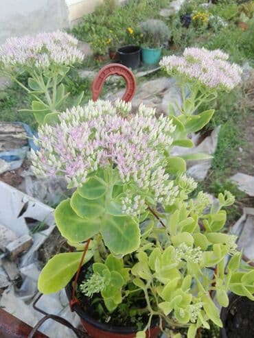 dušek za kola: Debela koka 400 — 1