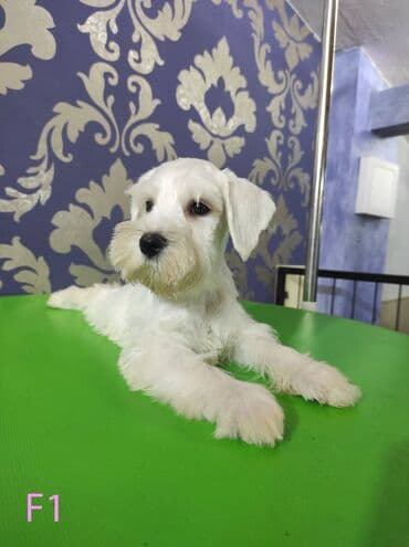 Psi: Odgajivačnica KARDIA SKILOS Kennel ima na prodaju prelepe štence belog — 1