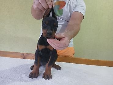 kovrdzavi psi: Vrhunski Doberman štenci 6 nedelja stari, vakcinisani i redovno — 6