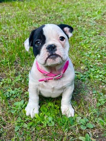 francuski buldog plavi cena: Odgajivacnica pasa "Happy Puppies" ima u ponudi prelepe stence — 6