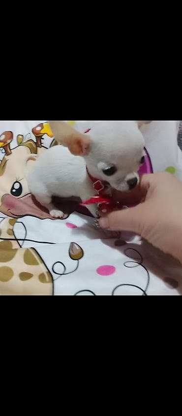 mini pomeranac prodaja: MINI ČIVAVE. Mini čivave oba pola kristalno bele, zlatne i — 2