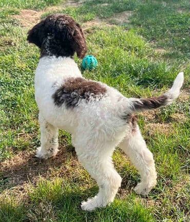 golubovi kupujem prodajem 2 strana: Nasa odgajivacnica lagotto romagnolo pasa A GANG OF LAGOTTA FCI 7244 — 8