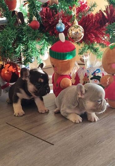 štenci šarplaninca: Francuski buldog štenci exotic, plavi, klasik i fluffy veseli — 1