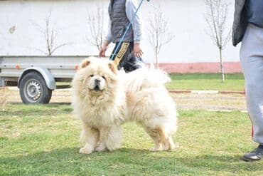 Psi: Cau cau Chow chow stenad najlepsi pokon za novogodisnje praznike otac — 5