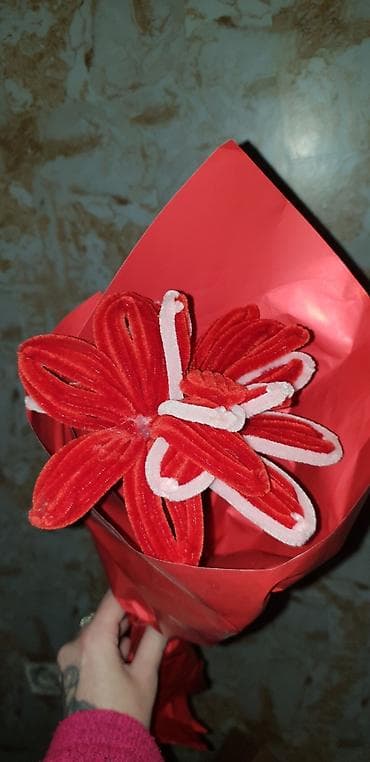 palme sobne: Ostale kućne biljke — 3