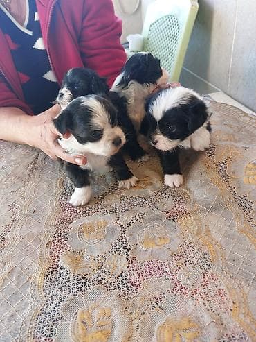maltezeri štenci: Štenci – crno‑belo šareno leglo - Štenci malog rasta, pahuljaste — 5