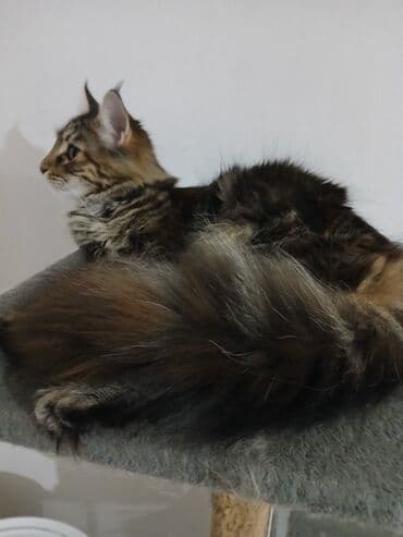 jeftina hrana za pse: Maine Coon mačka – prelepa tigrasta (brown tabby) ženka sa izrazitim — 6