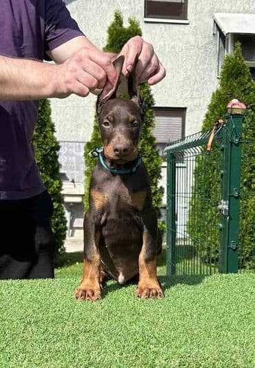 mini psi za stan: Stenci dobermana vrhunskog porekla za rezervaciju Rodjeni 23.07.2023 — 6