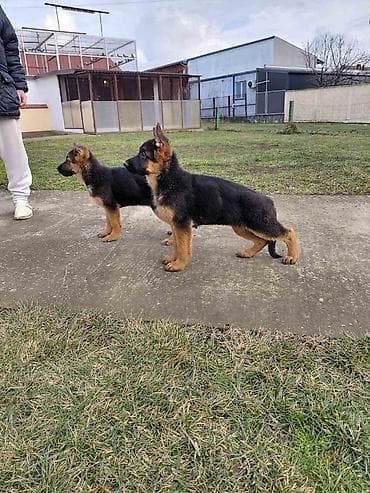 Dogs: Na prodaju vrhunska stenad nemackog ovcara. Otac: BOLZ VON GRAFENBURG — 1