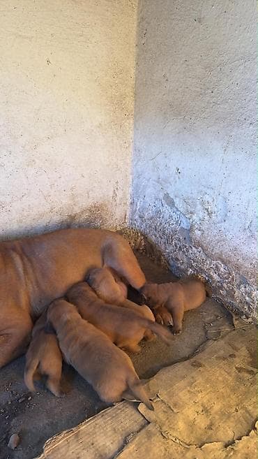 Na prodaju prelepi štenci bordoške doge. U ponudi 3 ženke i 2 mužjaka na lalafo.rs Na prodaju prelepi štenci bordoške doge. U ponudi 3 ženke i 2 mužjaka