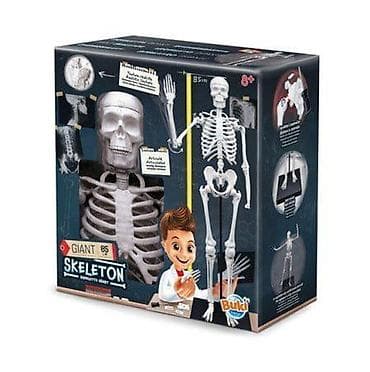 Skelet 85 cm Buki – edukativni anatomski model za decu i mlade Opis