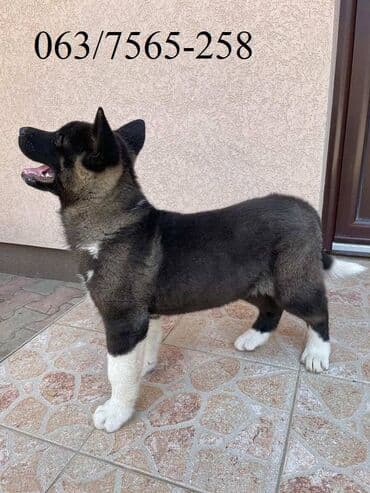 labrador beograd: Američka Akita Na prodaju štenci Američke Akite 3 ženki i 3 — 7