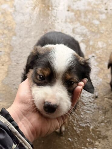 cetka za pomeranca: Štenci mešanci – više štenaca različitih boja i šara Opis: - Leglo — 9
