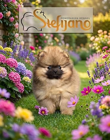 Pomeranac Boo. Čistokrvni,prelepi štenci pomeranca, vrhunskog porekla — 6