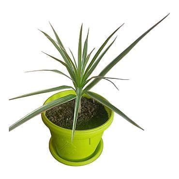 adam i eva cvet: Dracena marginata (zmajevac) u saksiji - Ukrasna sobna biljka sa — 1