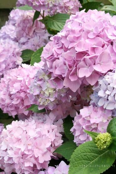 dihondra seme prodaja: Hortenzija seme
Cena:650din/5semenki — 1