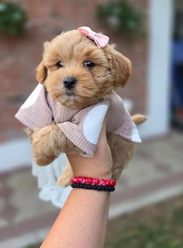staford mali: Maltipoo bebe Registrovana odgajivacnica Hopy queen pudle predstavlja — 6