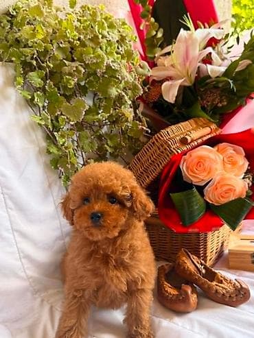 Pets & Animals: U ponudi prelepi štenci toy i patuljaste pudle,od negovanih i zdravih — 2