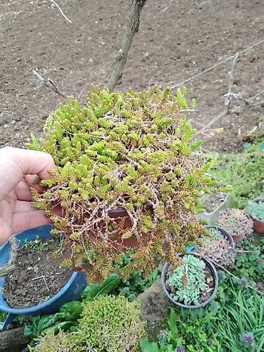 Sukulenti u saksijama – više vrsta - Sedum (različite sorte)