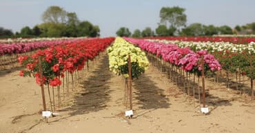 Baštenska dekoracija: Ruže stablašice – ukrasne ruže kalemljene - Različite boje i oblici — 1