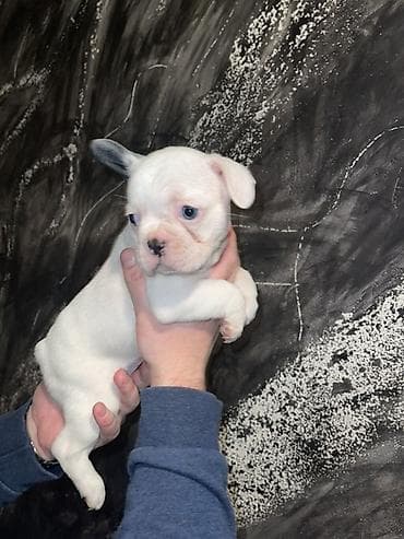 pomeranac mali psi za stan na poklon: Francuski buldog štenci – merle i bele šare, plave oči - Rasa — 6