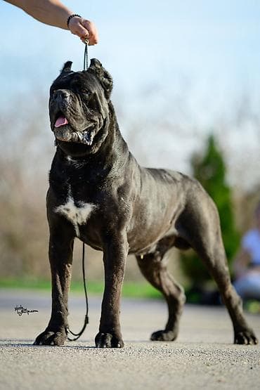 veliki crni psi: Sa zadovoljstvom predstavljamo novo leglo Cane Corso štenaca iz — 8
