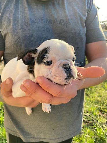 mali psi za stan cena: 🔥 TOP FRANCUSKI BULDOG ŠTENCI 🔥 Na prodaju vrhunski štenci francuskog — 8