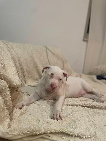 american bully prodaja: American bully štenci – vrhunski kvalitet Na prodaju tri prelepe ženke — 9