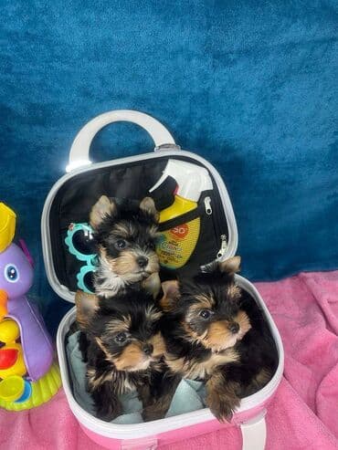 psi pomeranci na poklon: Yorkshire Terrier štenci Na prodaju su dve nežne princeze i jedan — 2