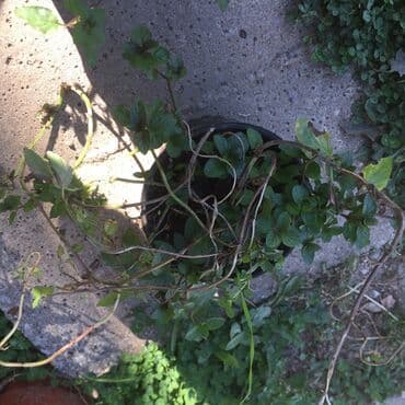 forma ideale sto za dnevnu sobu: Razno ne mrzne — 8