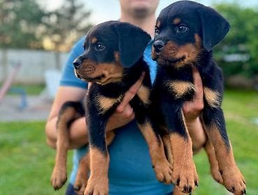 Dogs: R O T V A J L E R štenci, spremni za nove domove, oštenjeni 12. 04 — 2