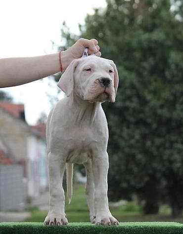 sorcamajicatorbica na poklon: Legle dogo argentino štenaca Sa ponosom predstavljamo vrhunsko leglo — 7