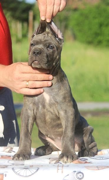 mali psi za udomljavanje: Cane Corso štenci U ponudi veoma perspektivni štenci iz različitih — 8