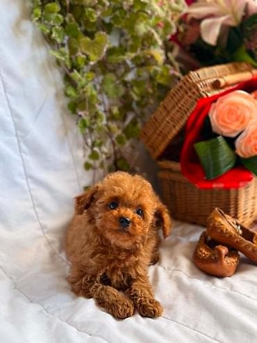 Pets & Animals: U ponudi prelepi štenci toy i patuljaste pudle,od negovanih i zdravih — 1