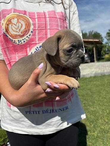 francuski buldog fluffy: Francuski buldog štenci egzoticnih boja veseli umiljati strucno — 4