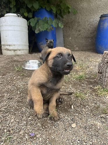 Pets & Animals: Čistokrvni štenci malinoa rodjeni 02.05.2026. Godine Od rasnih — 5