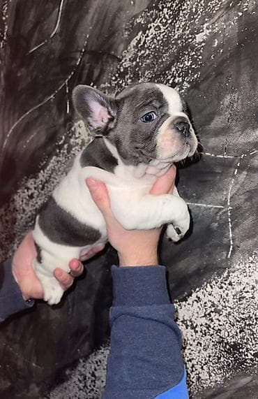slatki psi: Francuski bulldog štene, jedinstven merle šare. Kompaktno, snažno — 6
