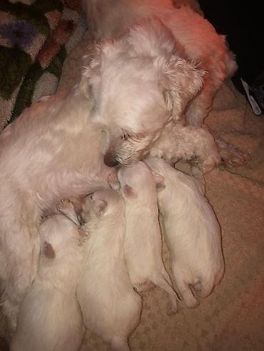 french bulldog psi: Na prodaju stenci maltezeri majka je mini otac patuljasti cistokrvni — 4