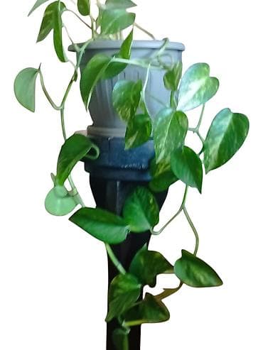 Zlatna puzavica (Epipremnum aureum) u saksiji prečnika 20cm, dužina