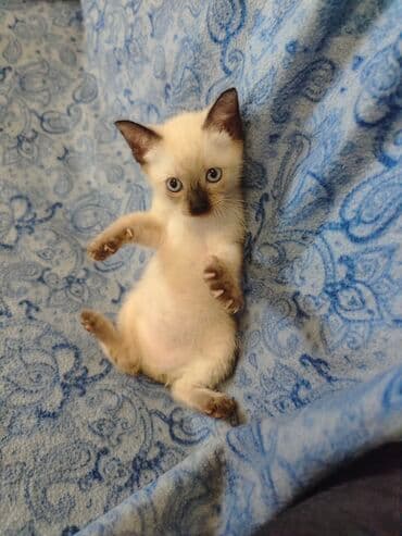 Cats: Dostupno sijamsko mače muškog pola, naviknuto na kućne uslove, naučeno — 5