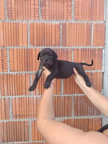 nemački špic cena: Cane Corso štenci šampionskog porekla! Tražite moćnog čuvara i odanog — 1