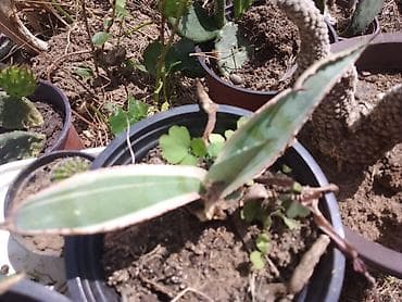 prostirke za spavanje: Sukulenta u saksiji – variegirana sansevijera (Sansevieria/Dracaena — 1