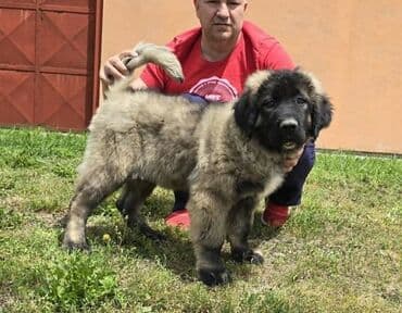 psi pomeranci na poklon: Kavkaski ovčar štenci Odgajivacnica Petar Veliki FCI 4469 sa preko — 7