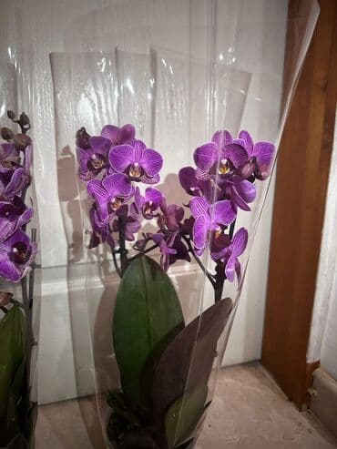 malo ogledalo sa led svetlom: Multiflore. sa 2 grane : predivne — 5