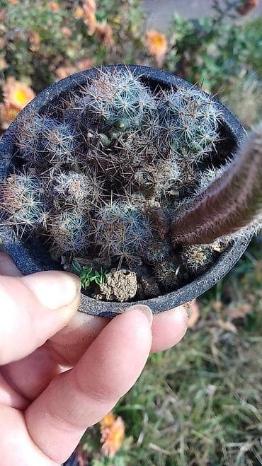 kaktus cena: Kaktusi — 10