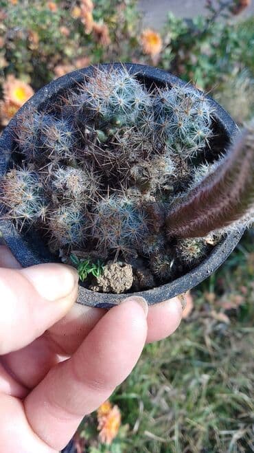 buket sa slatkisima: Kaktusi – više vrsta (Opuntia i Mammillaria) - Opuntia (indijske — 5