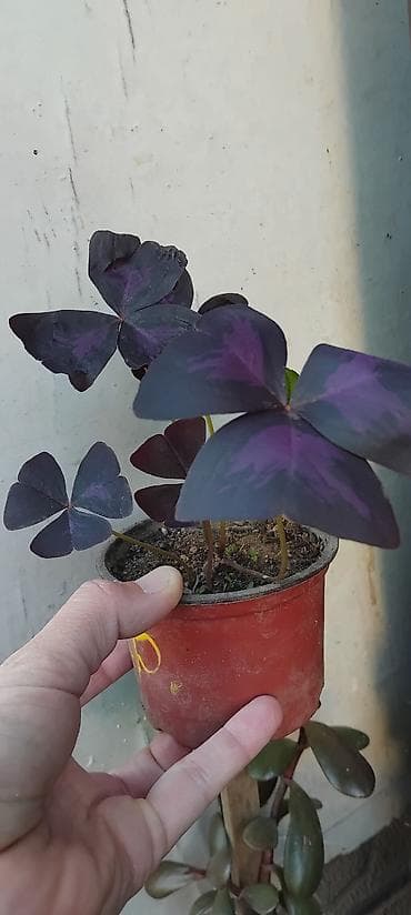 sintelon kula: Oxalis triangularis „Purple Shamrock” – ukrasna sobna biljka - Vrsta — 3