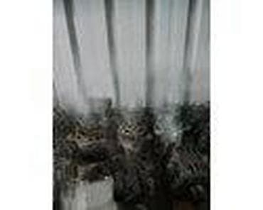 focus 2: ALTERNATOR TDDI ZA FORD FOCUS OD 1998. DO 2004. GOD. | SMEDEREVSKA — 4