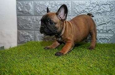 cau cau stenci: U ponudi prelepi stenci fr buldoga muzijaci i zenke — 1