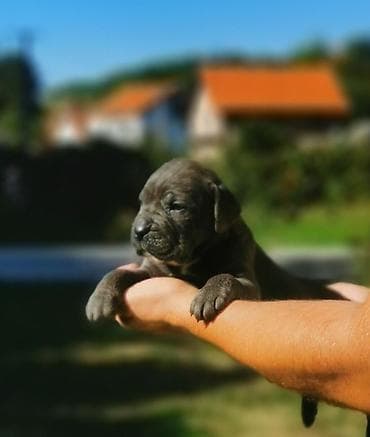 cena pomeranaca: Ako tražite vernog člana porodice, obratite se nama i postanite — 5